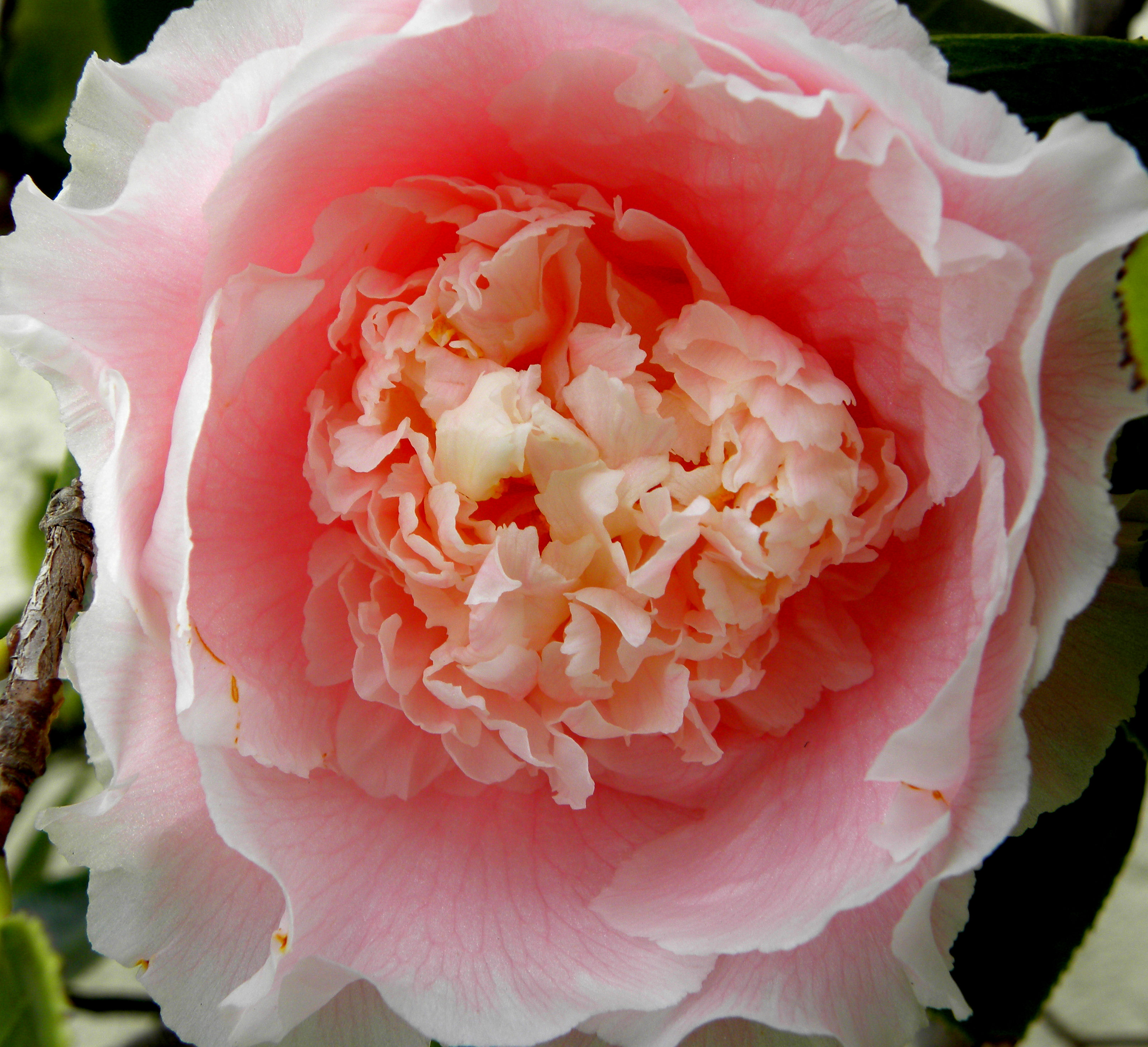 yard-flowers-059-pink-camellia